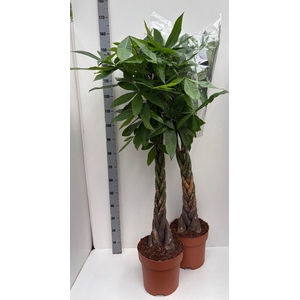 PACHIRA AQUATICA