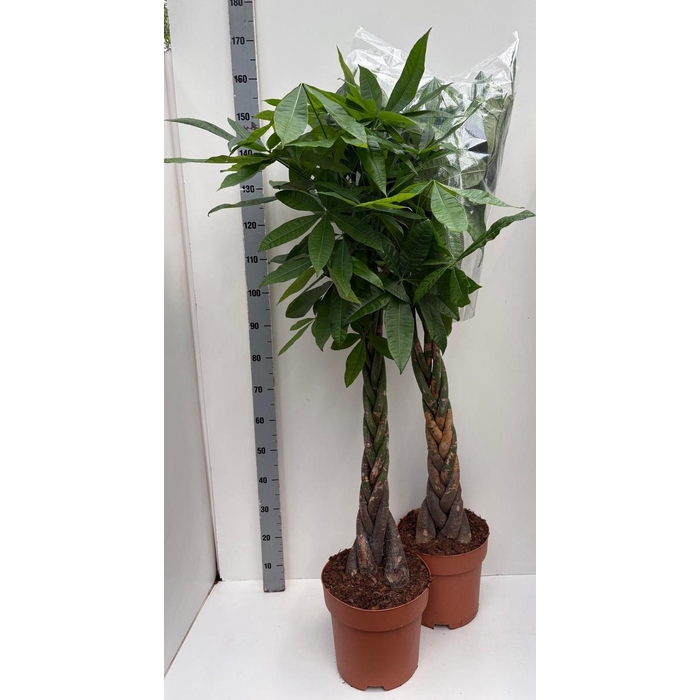 <h4>PACHIRA AQUATICA</h4>