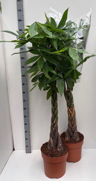 <h4>PACHIRA AQUATICA</h4>