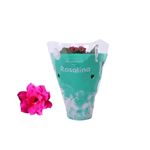 Kalanchoe Rosalina 07cm Don Victorio paars