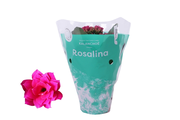 <h4>Kalanchoe Rosalina 07cm Don Victorio paars</h4>