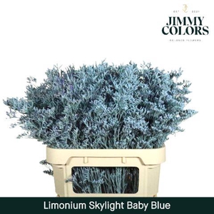 Limonium Skylight L80 Light blue