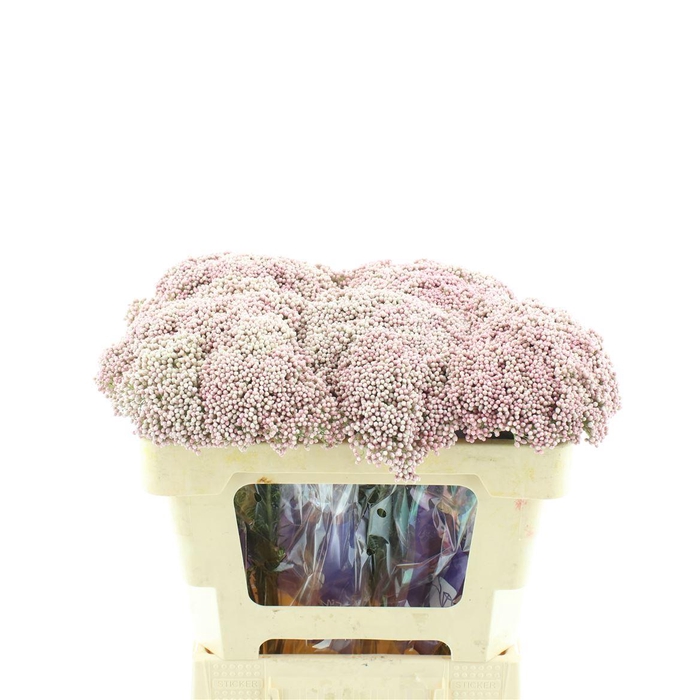 <h4>Ozoth Cooks Tall Pin</h4>