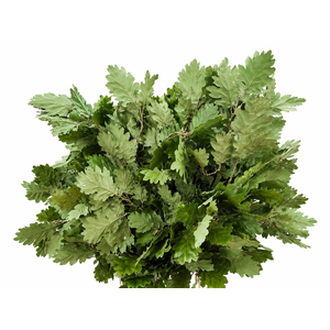 Quercus Preserved Green (oak,eik)
