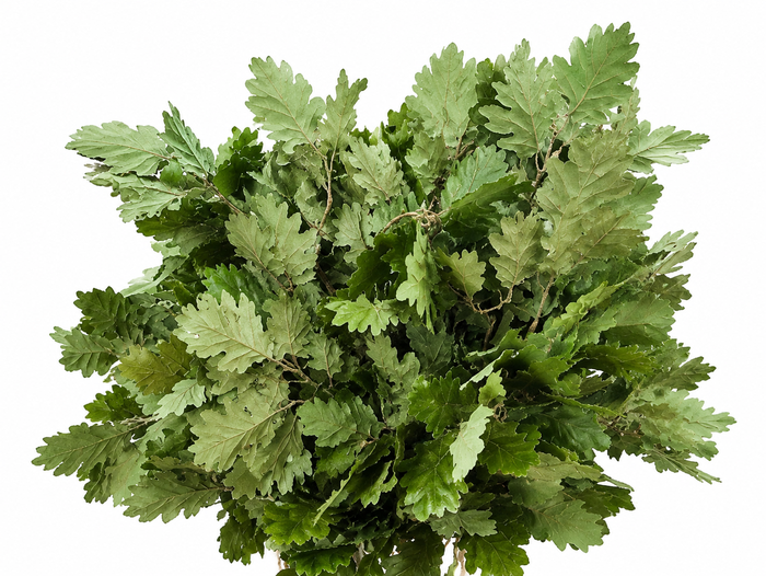 <h4>Quercus Preserved Green (oak,eik)</h4>