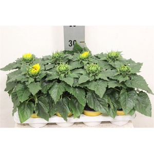 Helianthus annuus 'Sunsation'
