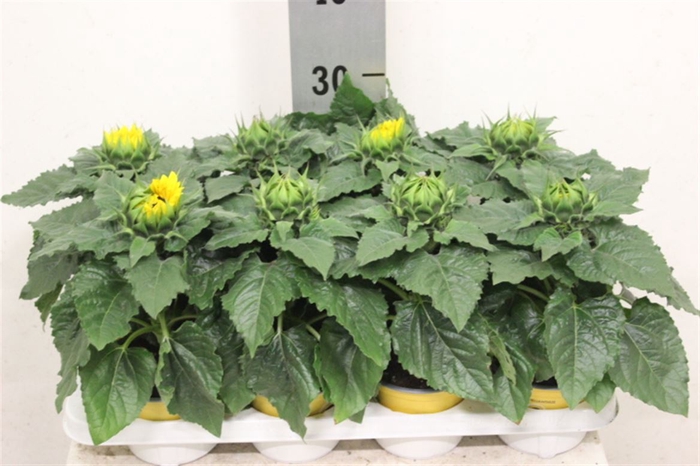 <h4>Helianthus annuus 'Sunsation'</h4>
