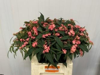 <h4>EUPH F T PINK BARON</h4>