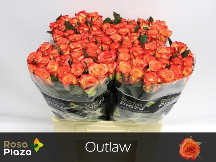 <h4>R Gr Outlaw!</h4>