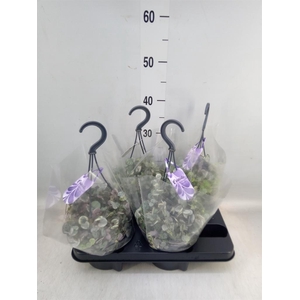 Ceropegia woodii 'Variegata'