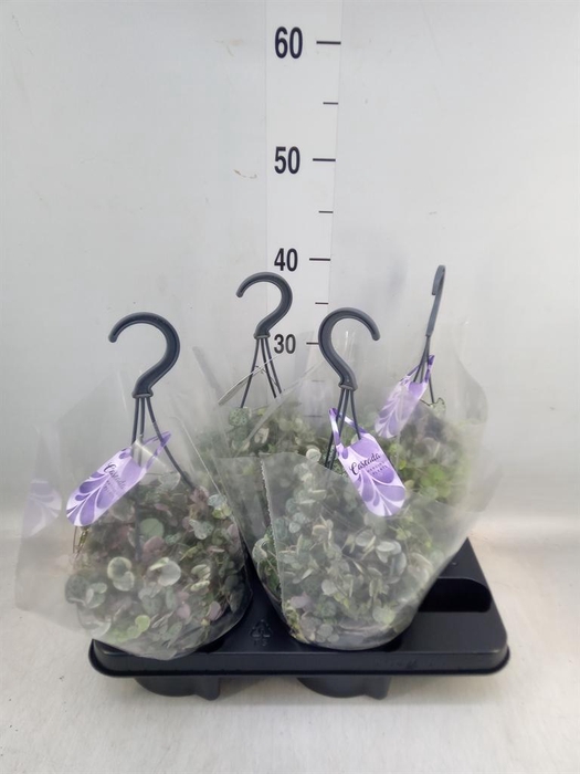 <h4>Ceropegia woodii 'Variegata'</h4>