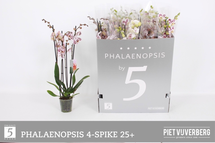 <h4>PHAL OV WIT</h4>