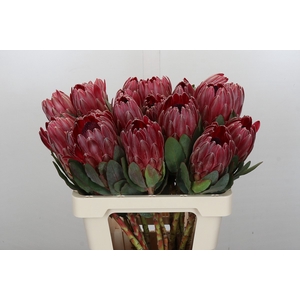 Protea Sharon