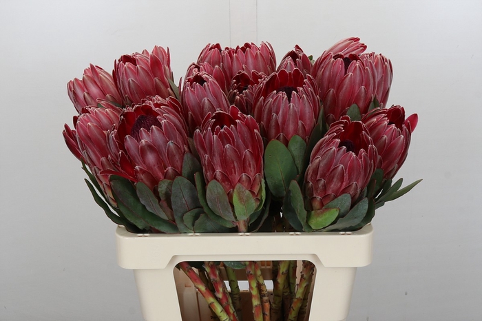 <h4>Protea Sharon</h4>