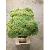 SEDUM SPECTABILE