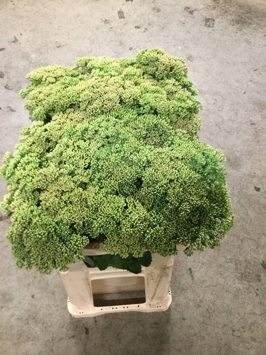 SEDUM SPECTABILE
