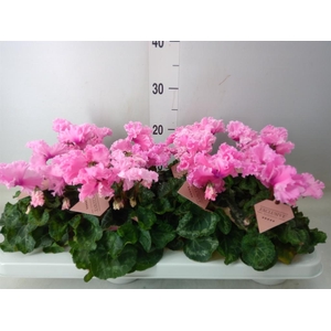 Cyclamen MD 'Merengue'