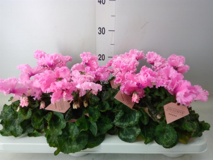 <h4>Cyclamen MD 'Merengue'</h4>