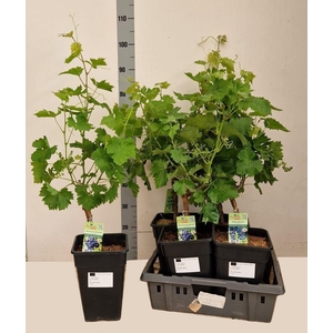 VITIS VINIFERA