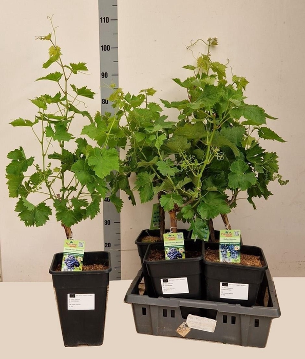 <h4>VITIS VINIFERA</h4>