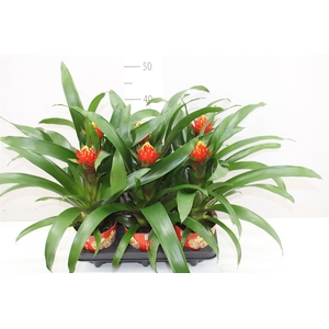 Guzmania Punta