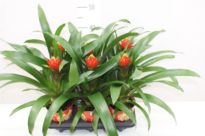 <h4>Guzmania Punta</h4>