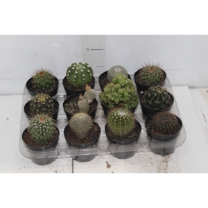CACTUS RAIZ PROPRIA P09