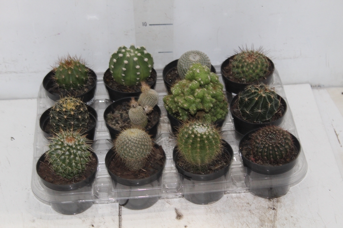 <h4>CACTUS RAIZ PROPRIA P09</h4>