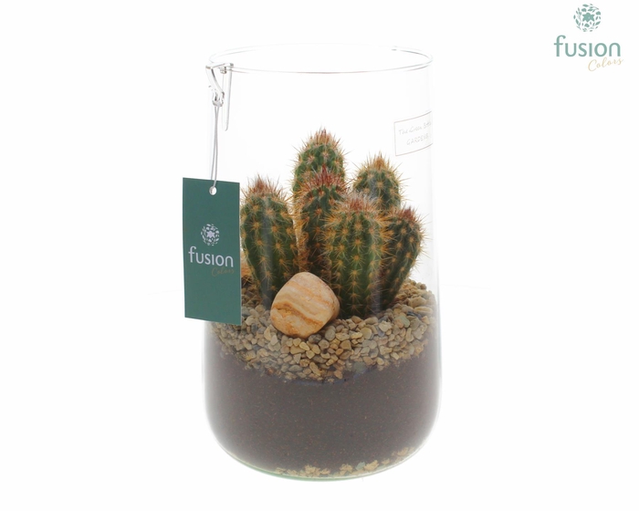 <h4>Green Bottle Deline Large met Cactussen</h4>