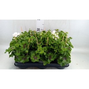 Pelargonium pelt.   ...