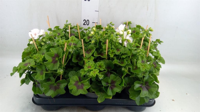 <h4>Pelargonium pelt.   ...</h4>