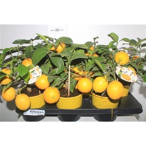 Citr Meyeri Meyer 3+