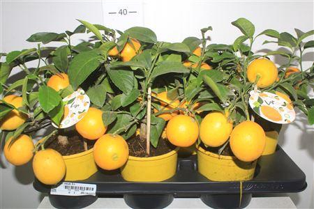 <h4>Citr Meyeri Meyer 3+</h4>