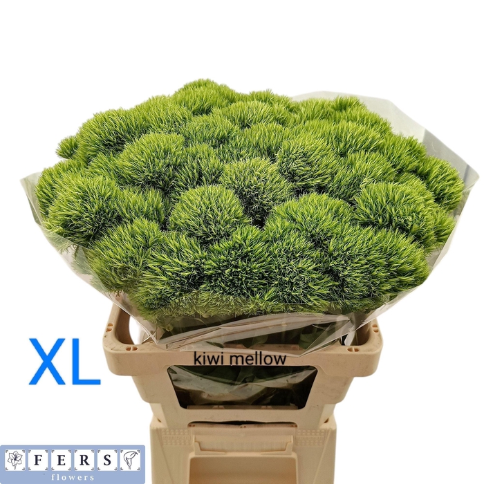 <h4>DI BARB KIWI MELLOW</h4>