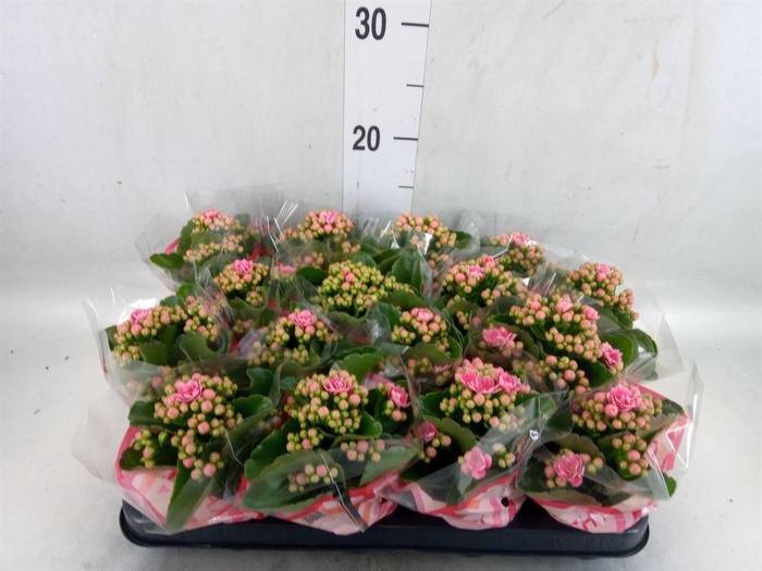 <h4>Kalanchoe blos. 'Calandiva Weaver'</h4>