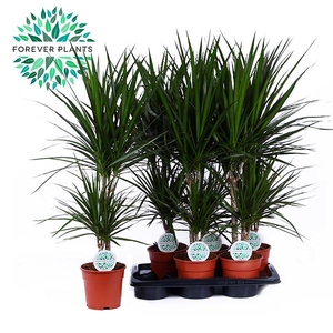 DRA MARGINATA