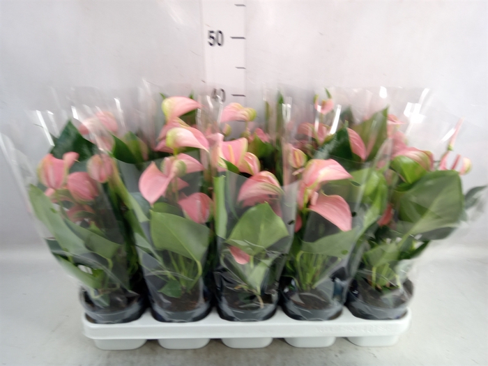 <h4>Anthurium andr. 'Joli'</h4>