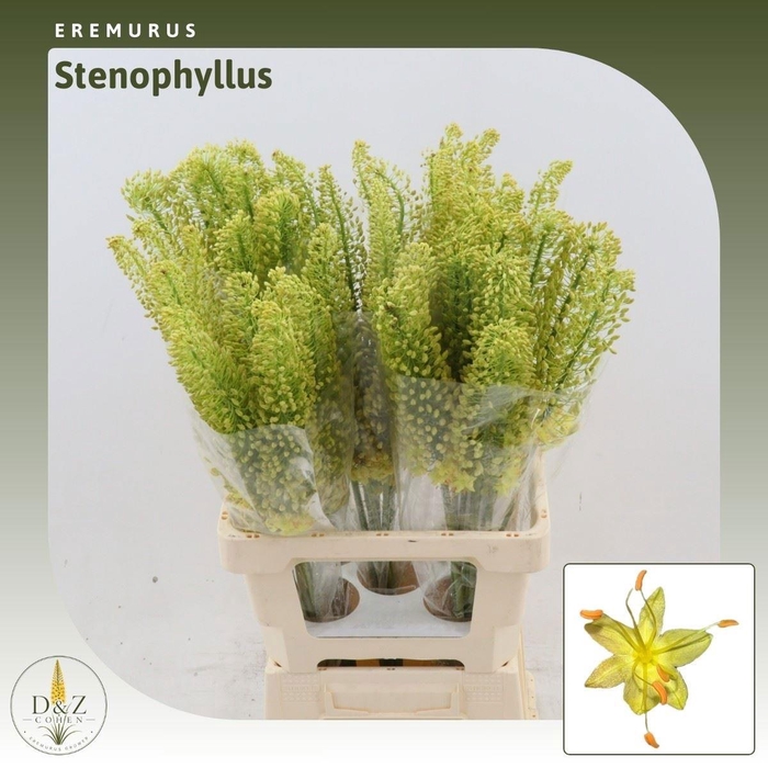 <h4>EREMURUS STENOPHYLLU</h4>