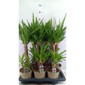 Yucca   ...