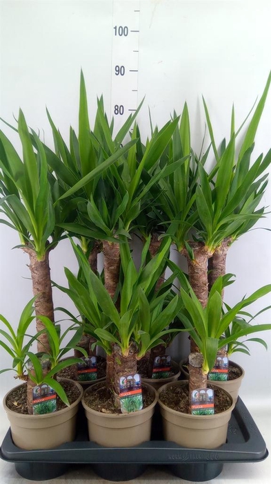 <h4>Yucca   ...</h4>