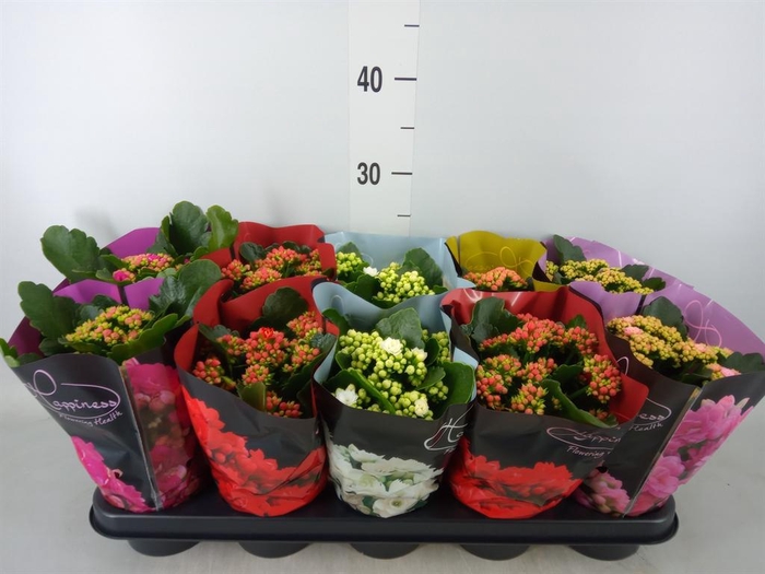 <h4>Kalanchoe blos.   ..rosebud rs fl 5</h4>