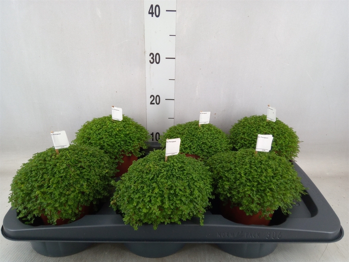 <h4>Soleirolia soleirolii   ...green</h4>