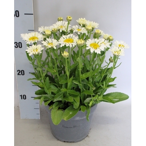vaste planten 19 cm  Leucanthemum White