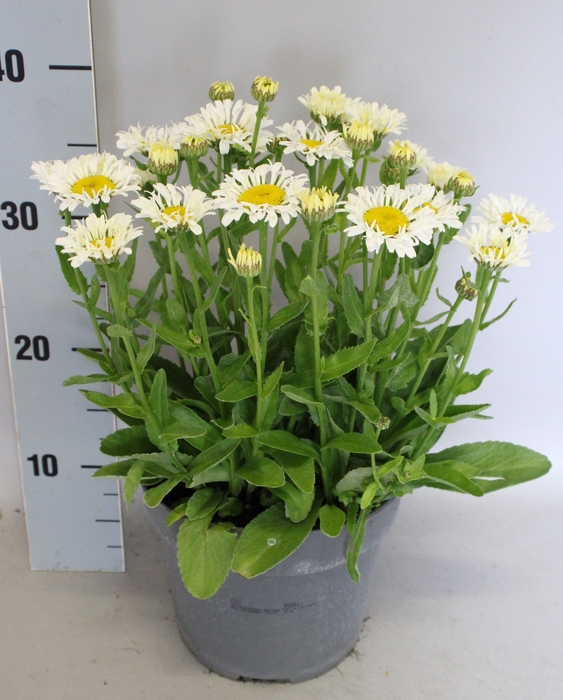 vaste planten 19 cm  Leucanthemum White