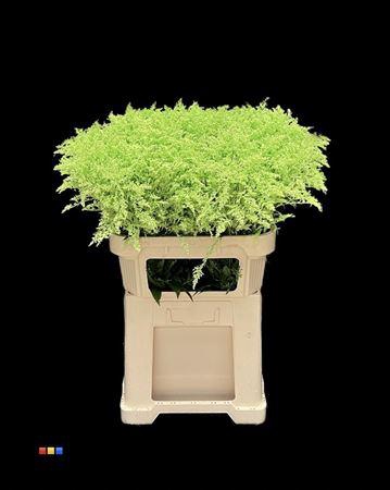 <h4>Solidago Mint 80cm</h4>