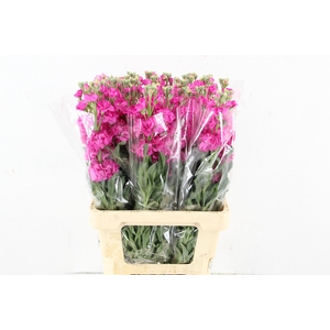MATTHIOLA IRON PINK