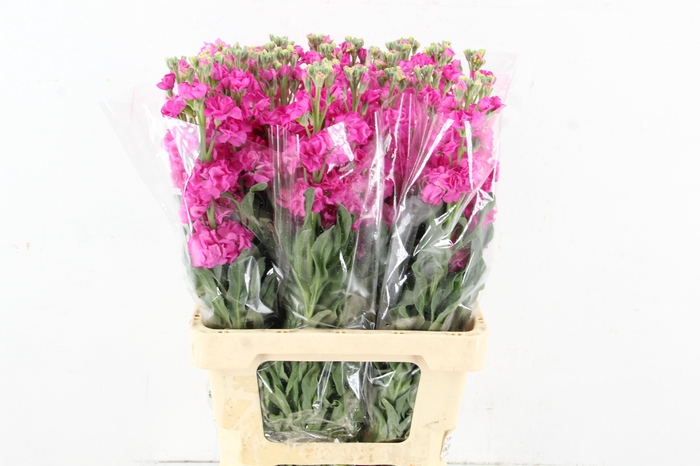 <h4>MATTHIOLA IRON PINK</h4>