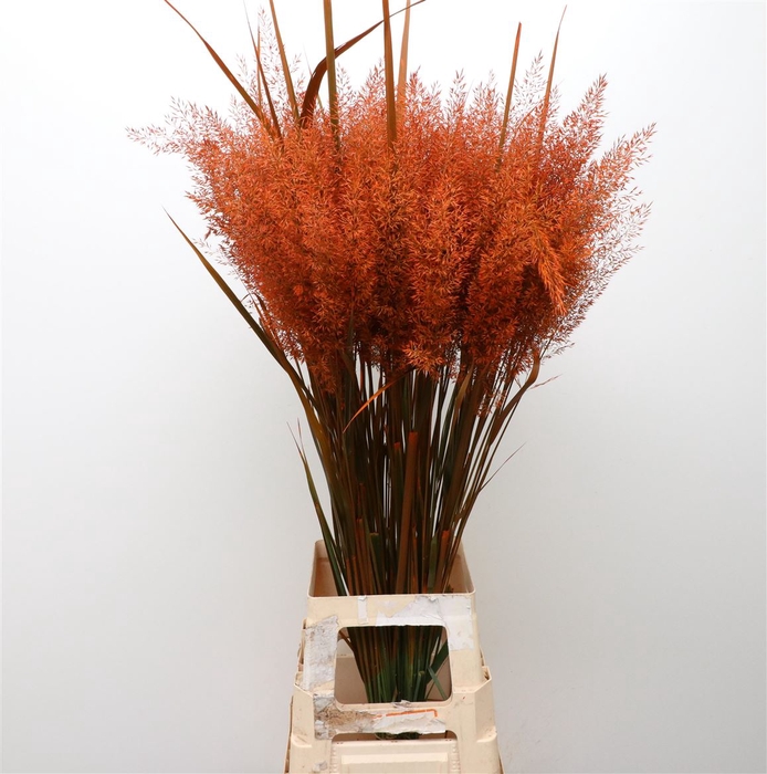 <h4>Calamagrostis Brachy Rood</h4>