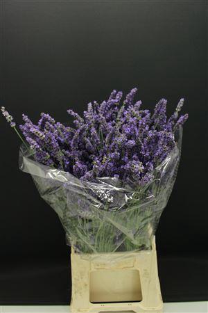 <h4>Lavendel 5x Vers</h4>