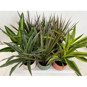 Dracaena mix in keramiek